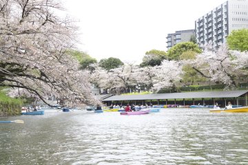 Chidorigafuchi Sakura Boat Cruise