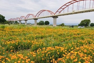 Poppy and Flower Festival in Konosu