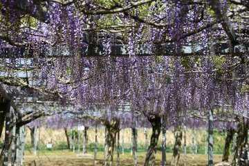 Wisteria
