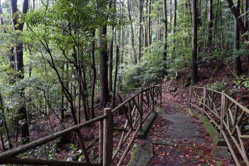 Path in the forest