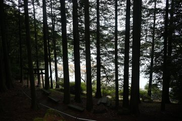 Forest around the pond