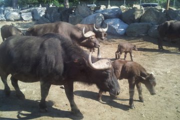 Buffalo