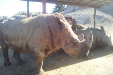 A Wild Ride at Gunma Safari Park