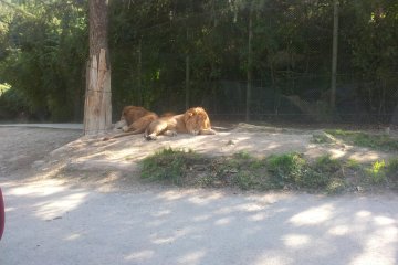 Lazy lions