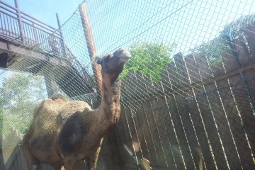 Close up with a camel