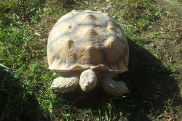 A tortoise