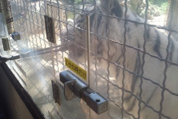 Feed a white tiger