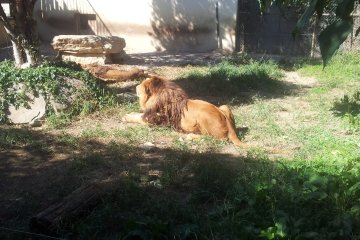Lions enjoying the autumn sun