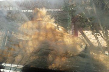 A lioness asleep on the perspex over the walkway