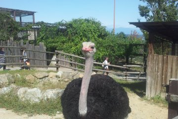 A very scary ostrich