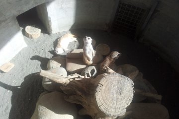 Inquisitive meerkats
