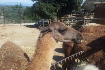 A bored llama