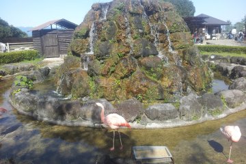 A flamingo at the start of the walking area