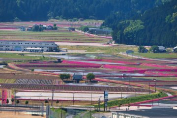 view from castle tower of creeping phlox flowers