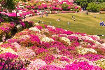 Nishiyama park Azeala