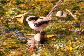 Long tailed Tit at Yokokan Garden