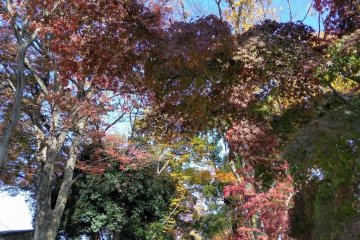 Omiya's Green Hub and Scenic Zone