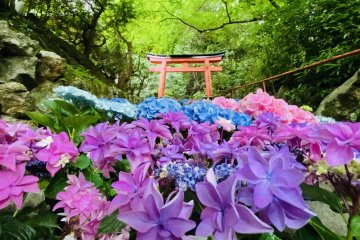 Yanagidani Kannon Hydrangea Week 2025
