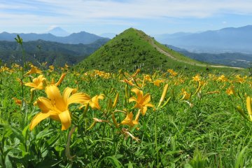 Iimoriyama Flower Week 2023