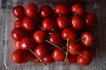 Yamagata’s famous bright red ‘sakuranbo’