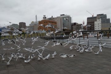 Sea Fever in Yokohama