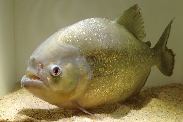 Terror Night Aquarium 2023