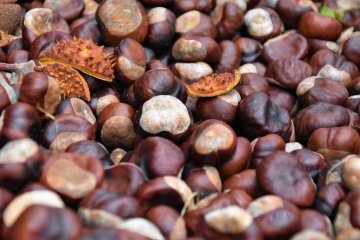 Hinokage Chestnut Festival 2026