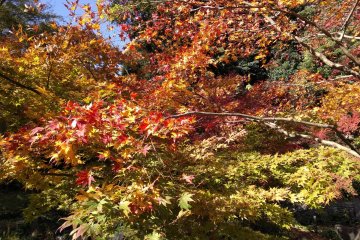 Fifty shades of red and yellow