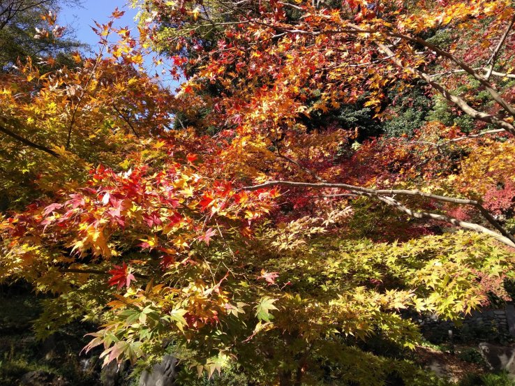Fifty shades of red and yellow