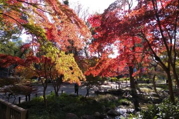 Maple Madness