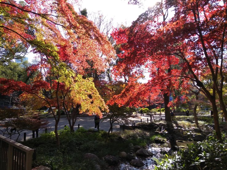 Maple Madness