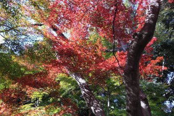 Fire of maple
