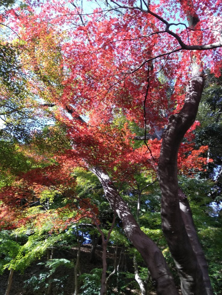 Fire of maple