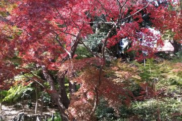 Arch of maple