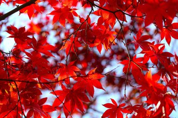 Ishibashi Cultural Center Maple Festival 2023