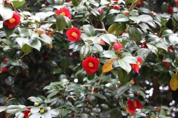 Mt. Kasayama Camellia Grove