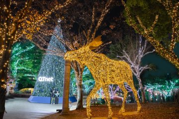 Forest of Light 2023-2024