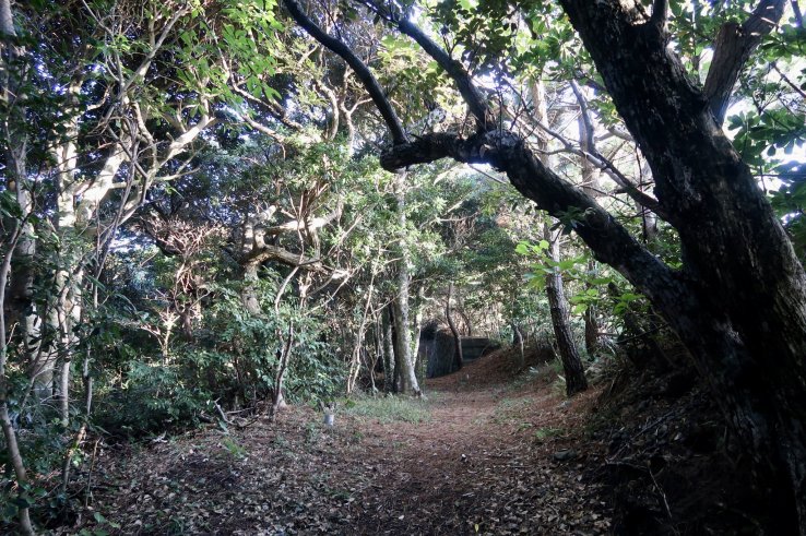 Matsuyama Promenade’s forested path