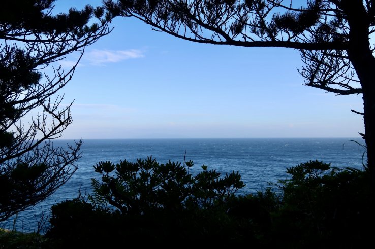 Ocean views through pine trees
