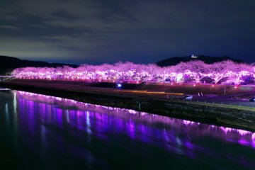 Ogawara Sakura Illuminations 2023-2024
