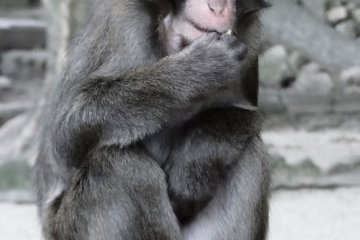 Takasakiyama Monkey Park