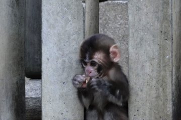 A baby monkey with his portion of food