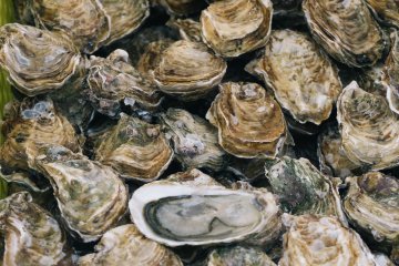 Sennan Oyster Festival 2024-2025