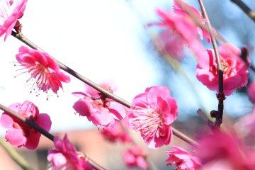 Ishibashi Cultural Center Plum Concert 2024
