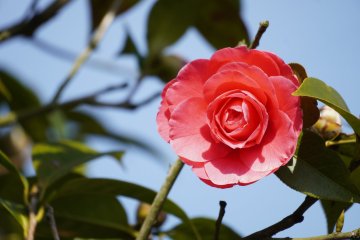 Spring Camellia Exhibition 2027