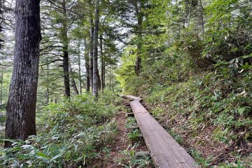 Oze’s forests