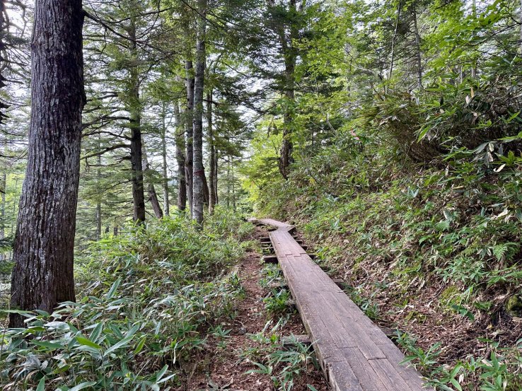 Oze’s forests