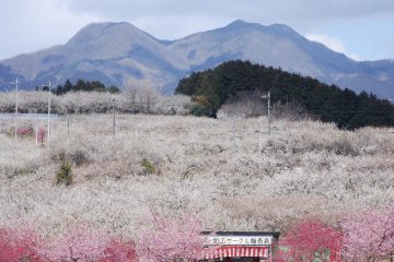 Misato Plum Festival 2027