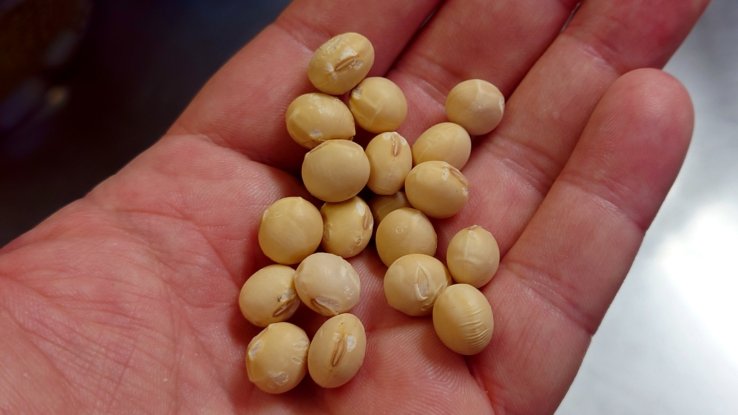 Akebono soybeans