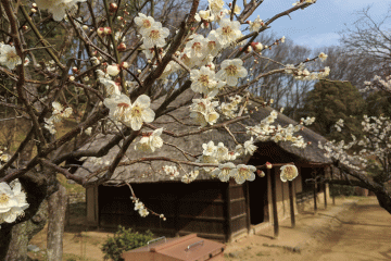 Yakushiike Plum Festival 2027